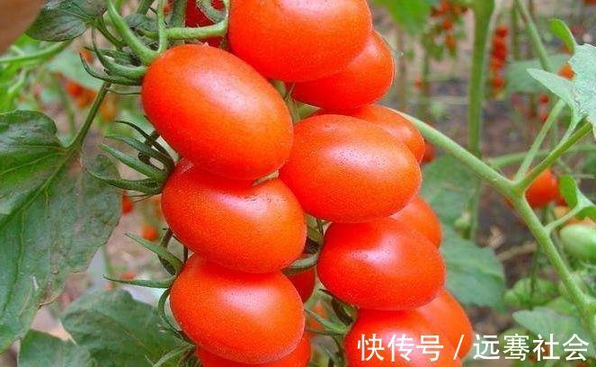 宝宝|怀孕期间记得多吃此种水果!不仅宝妈好,生下的宝宝非常白