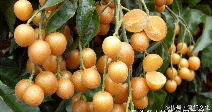 黄枇|晚上当零食吃几颗，坚持一段时间，化痰止咳，健脾理气，不妨试试