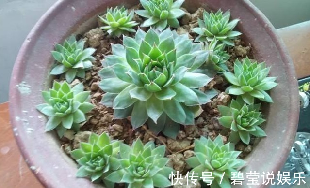 叶片|养“观音莲”,学会如此进行分株,不花钱还可以再添几盆新盆栽