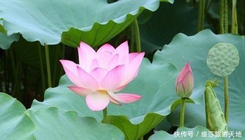 家庭|一个家庭中出现这3种征兆,必定人才辈出,子女有福