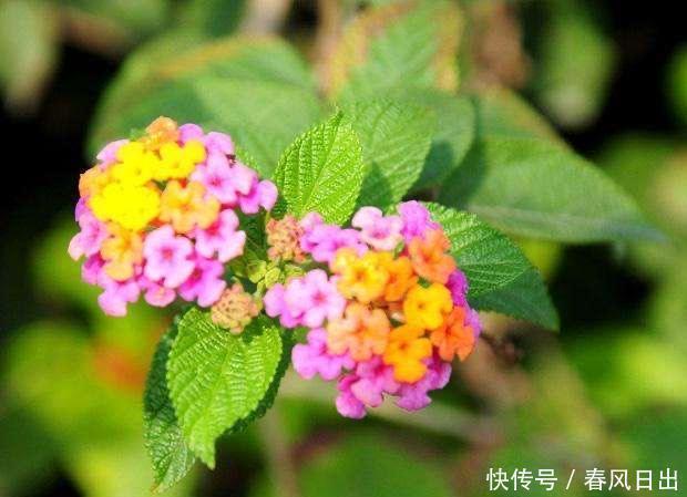 室内|不宜养在家中室内的8种花,再美也别养,如果有快搬出去