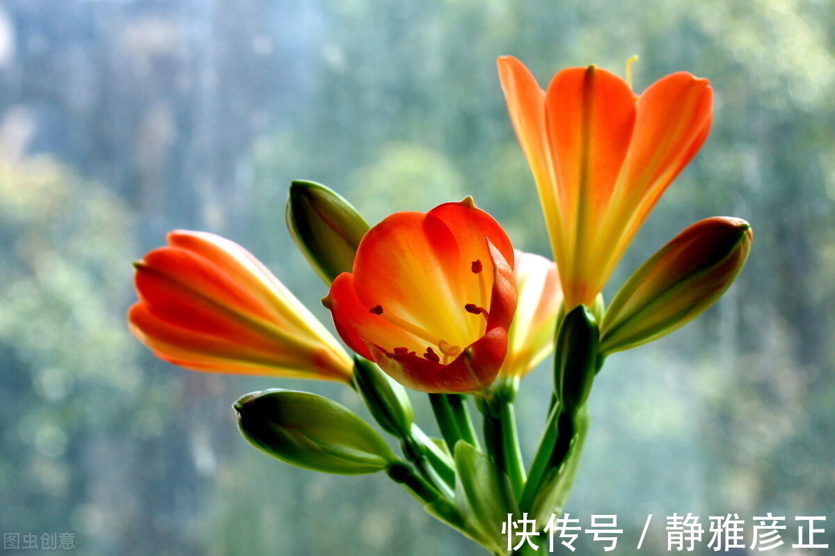 叶纹|君子兰长得好不好，不在于开不开花，而在于这三个地方