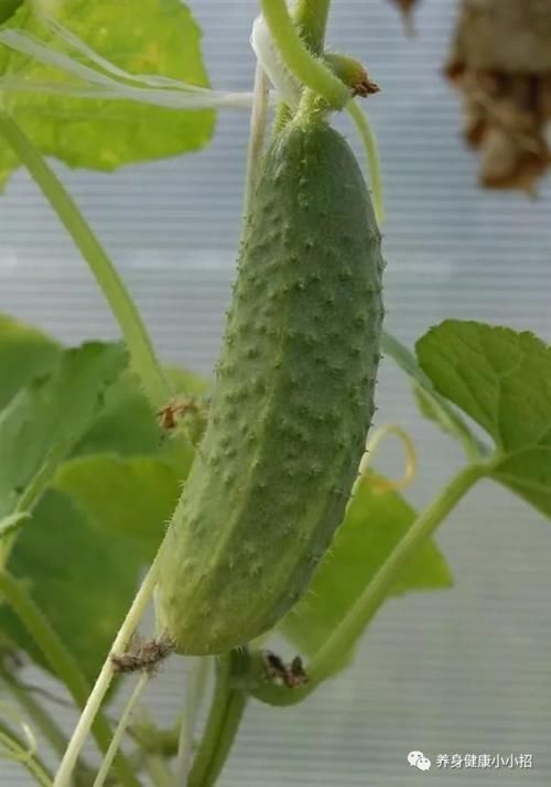 芹菜|炒芹菜不能放此物，吃了就是没病找病！却还有人不清楚