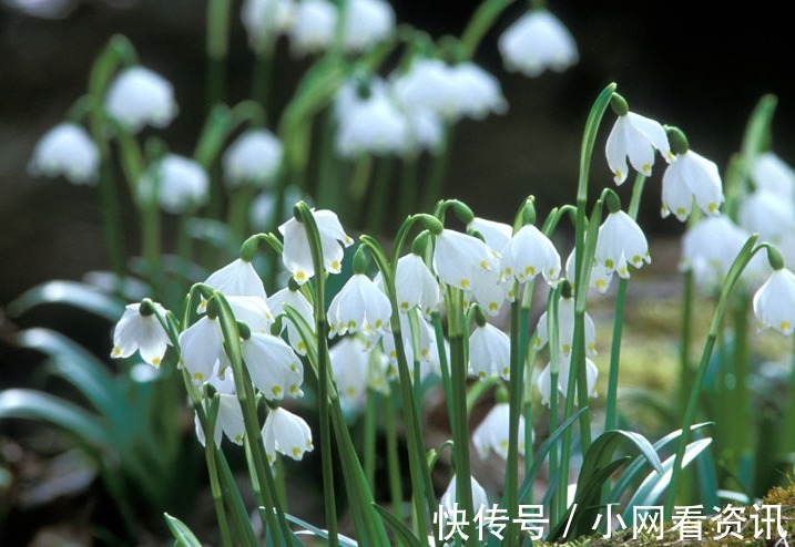 阿典|此花是水瓶座守护花，洁白如雪不畏寒意，是一种勇往直前的力量