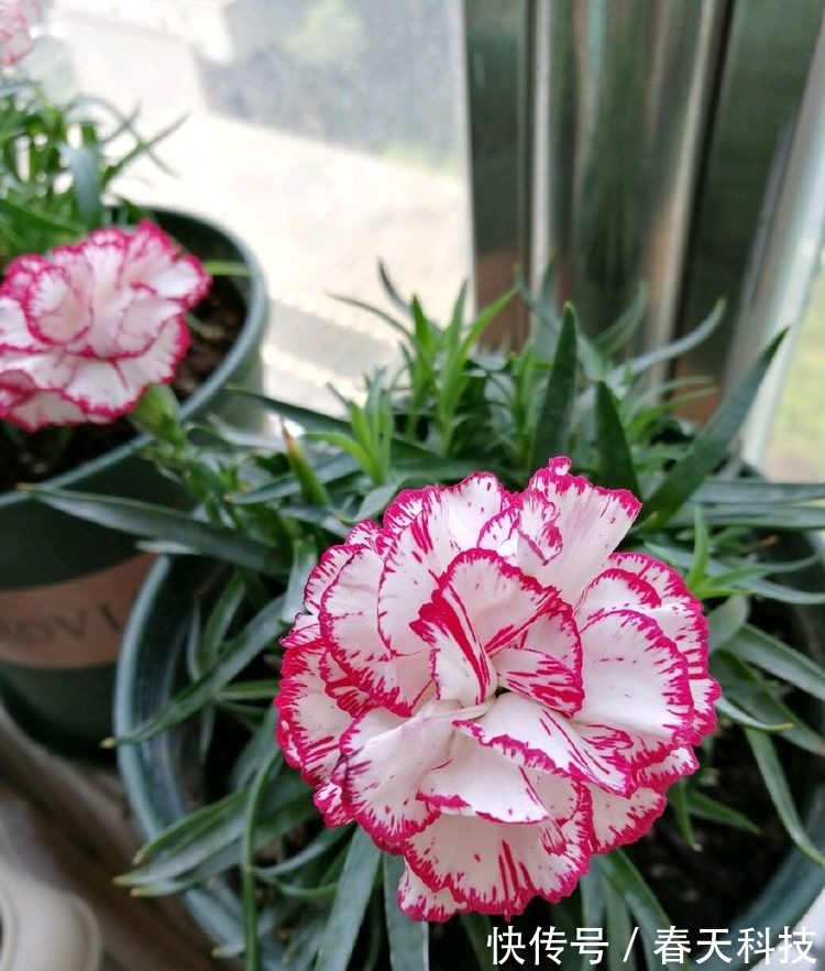 喜欢养花,不如养盆半枝莲,花开大半年,是盆栽佳品