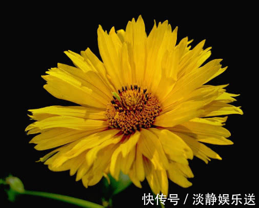 施肥|夏菊怎么养开花多教你3个小妙招,养出花朵鲜艳满枝头的夏菊