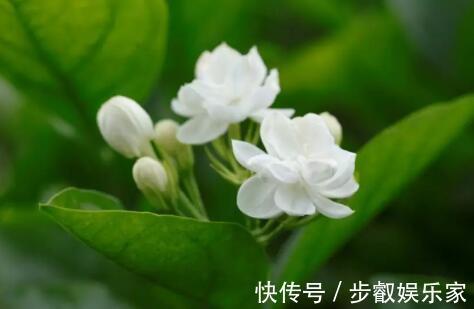 花茶|解暑还养生!这些适合夏季的花茶你知道吗