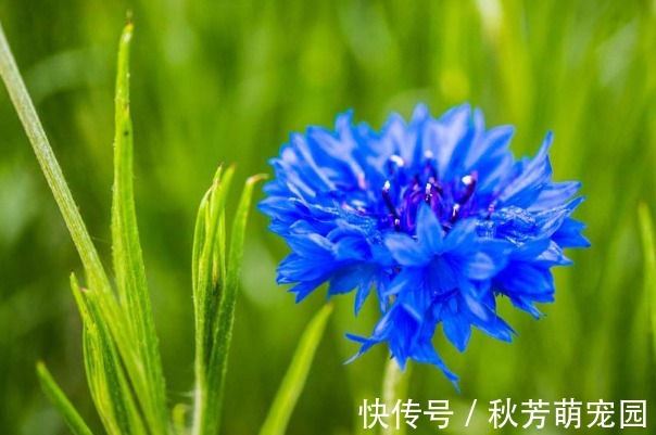 威廉一世|此花被誉为“吉祥之花”，有重见光明的含义，可以带给人希望！