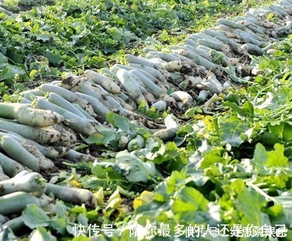 家人|不吃萝卜的都看看，现在知道还不晚，别忘了告诉家人啊