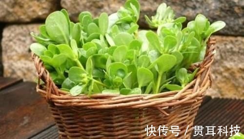 养生|野菜中的养生之王，大城市花高价钱也难买，乡下却随处可见！
