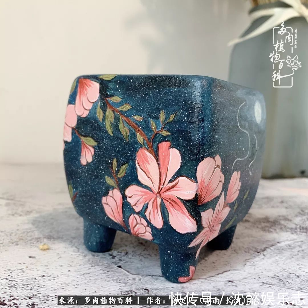 阳台党|邂逅多肉,爱折腾的阳台党,总能收获简单纯粹的快乐!