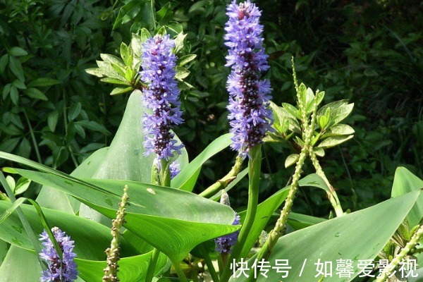 雨久花|农村到处可见的4种野草,被很多人选择无视,其实药用价值很高!