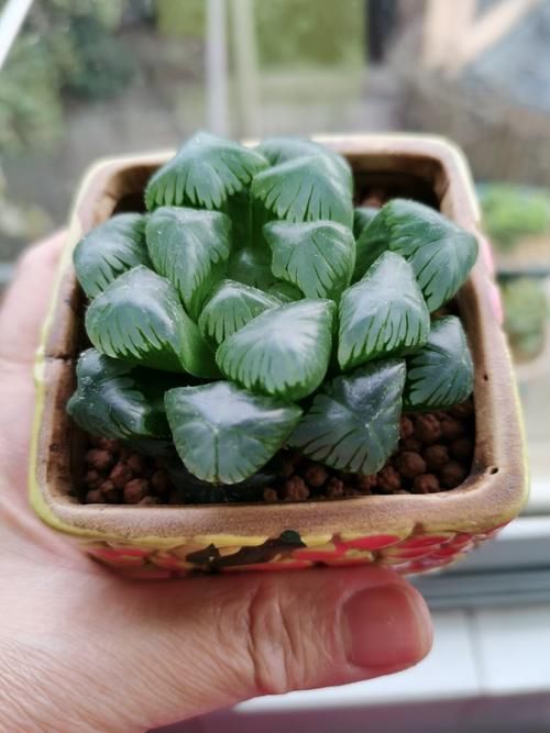 春季如何把多肉养出好状态？方法就在下面4点里，实用还简单