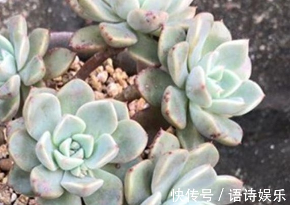 自制肥|给多肉喂上这种“小零食”,新芽呼呼长,叶片肥厚,长得水灵灵的