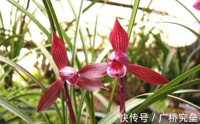 这款名贵兰花，拥有顶级花色，曾多次获奖，是无法超越的“经典”