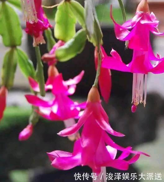 蟹爪兰一晒太阳就变样,叶片变成“松松垮垮”,这几点要注意