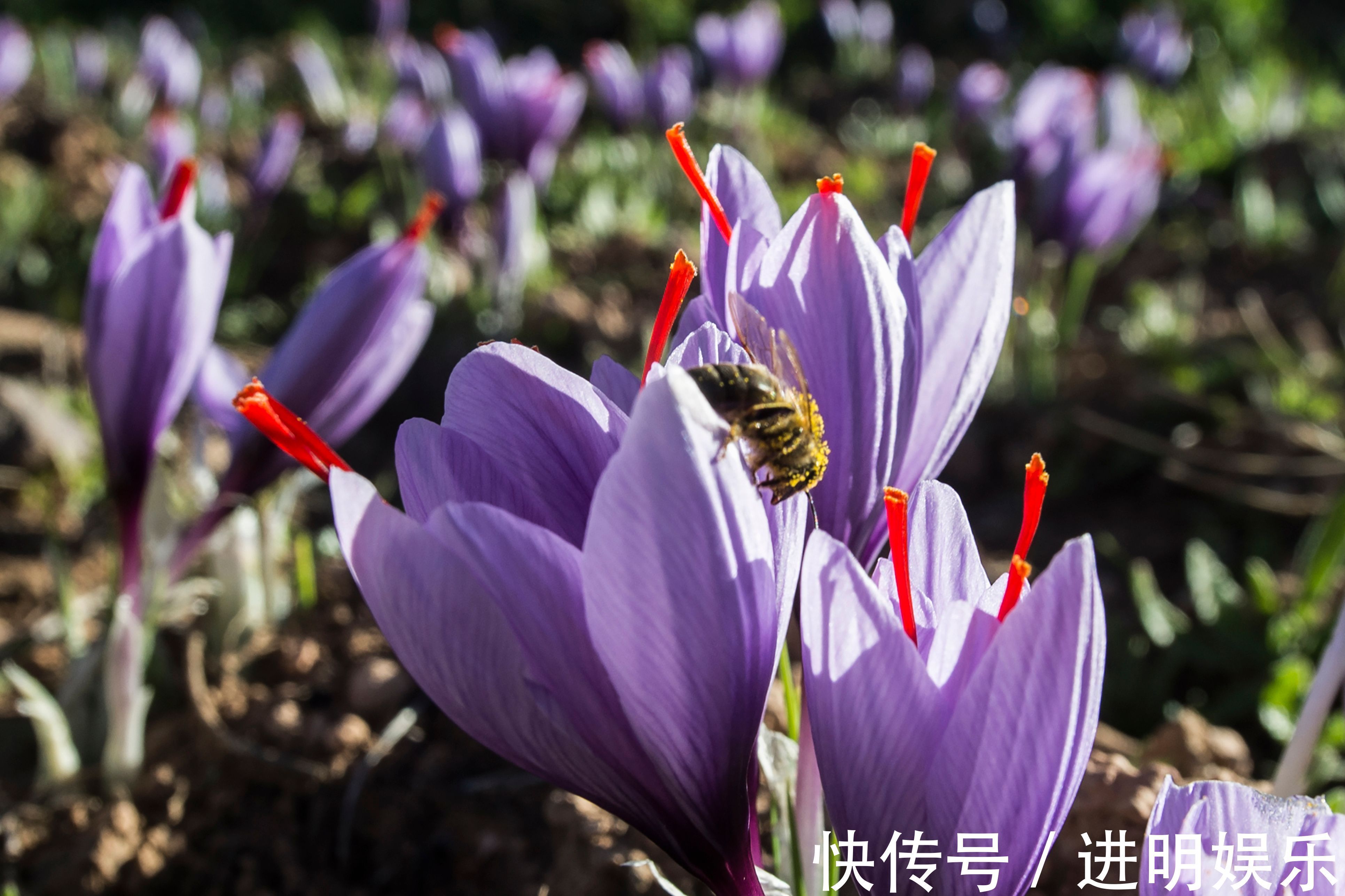 此花优雅娇柔,散发着芳香,观赏价值极高,代表着快乐和等待你
