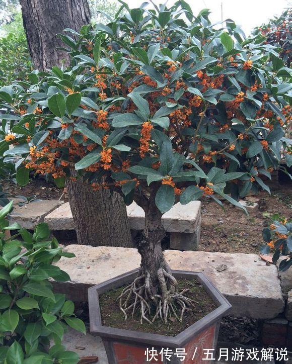 罗汉松|7种树“进宅”,旺财镇宅,延绵百年,家里有地方,一定养一棵