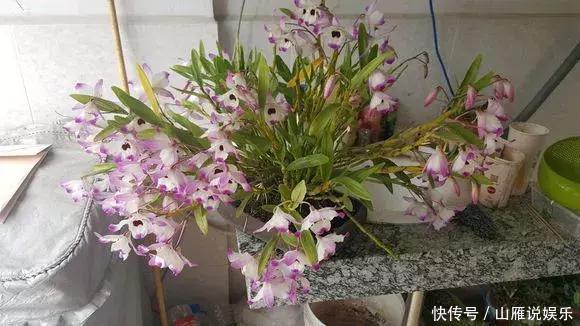 还在养绿萝家里养盆“香香花”,好看好闻,清香四溢精神好!