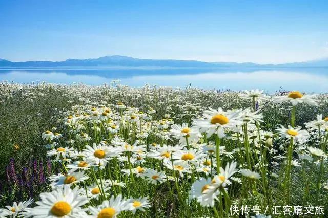 老年|趁春光,打卡新疆最美花海、草原、湖泊、古城、村落……