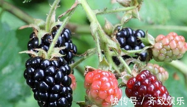 美容养颜|中年人要多吃3种食物,美容养颜、滋润肌肤,好处多多!