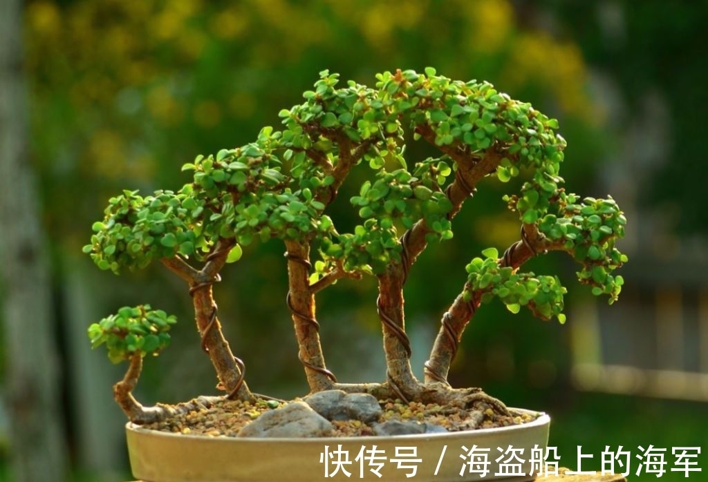 叶子|养护金枝玉叶其实很简单，做好这几点，枝繁叶茂又好看！