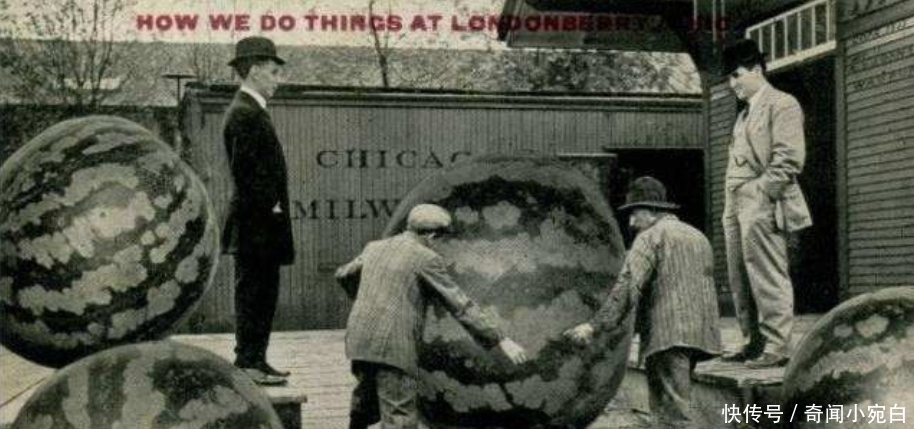 鸡比牛大|百年前美国“浮夸风”的照片：一列火车运一颗土豆，图5鸡比牛大