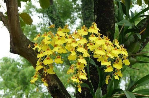 此花文艺漂亮，阳台养一盆，开花美翻了