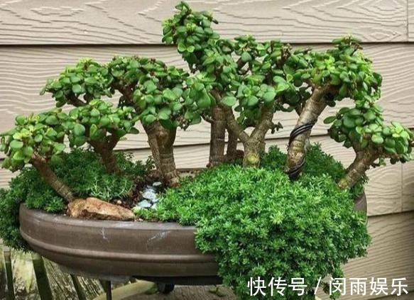 马齿觅|阳台盆栽花卉,怕难度大、开花少就养盆金枝玉叶,可赏花观叶