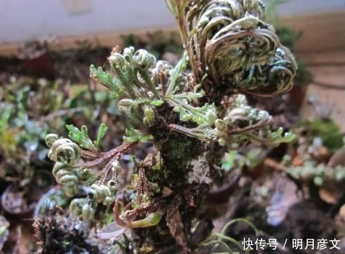 花盆|俗称“晒不死”,遇水就能活,很珍贵,山里偶遇,要移植