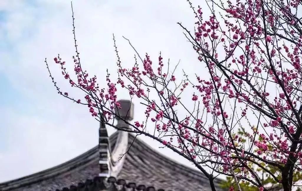 留在普陀过年丨挖到春节好去处！打卡网红田园，中式院落赏梅花，田园里摘草莓...过瘾！