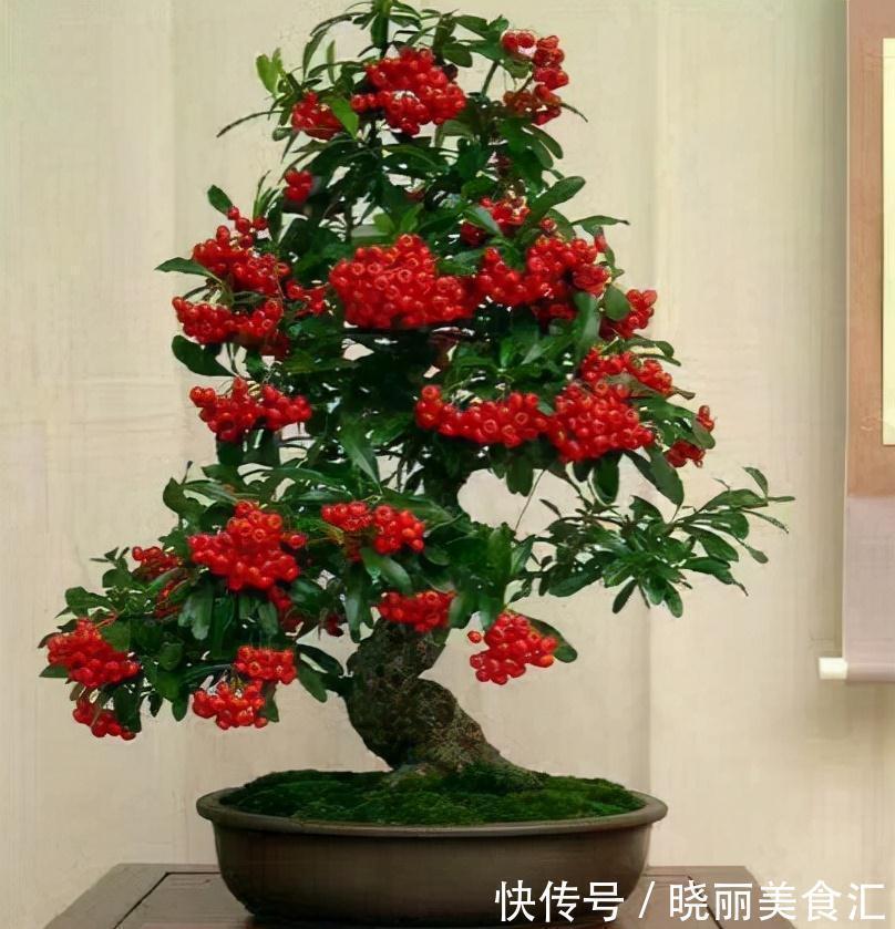 何首乌|5种为盆栽而生的植物,名字好听易养活,你家山上可能有,别错过