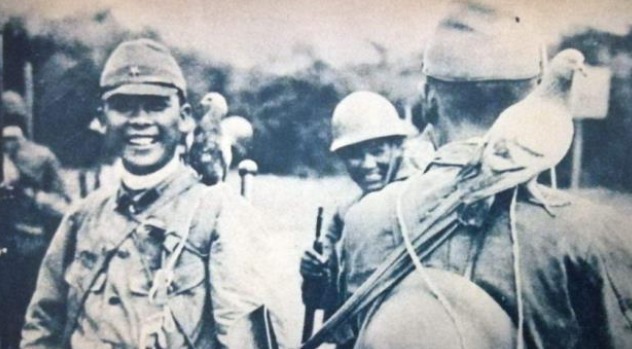 杀掉|抗日时危险程度最高的动物：哪怕只有一颗子弹也要杀掉它，不是军犬