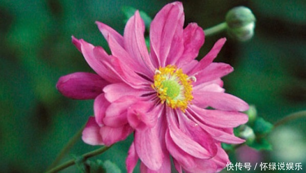 新手|新手养花,就养比太阳花美,比月季好养的花卉!