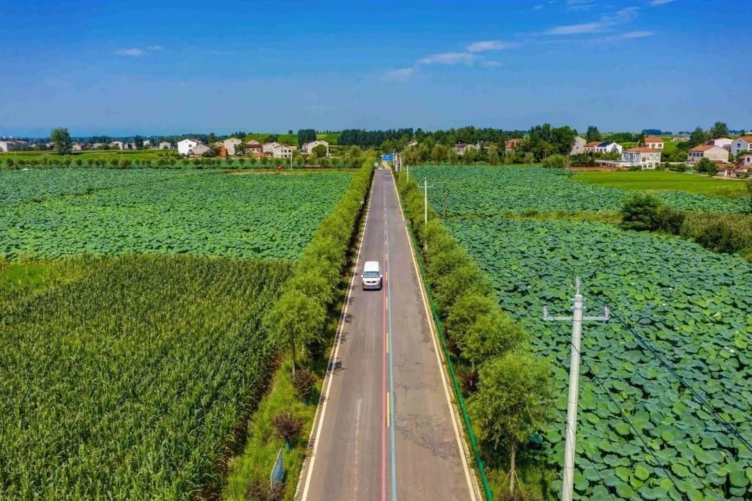 太空莲|樊城一号公路旁的“夏雨荷”，开了！