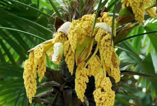 排队|外形像“鱼卵”,过去只用来观赏,如今一斤10元,想买得排队