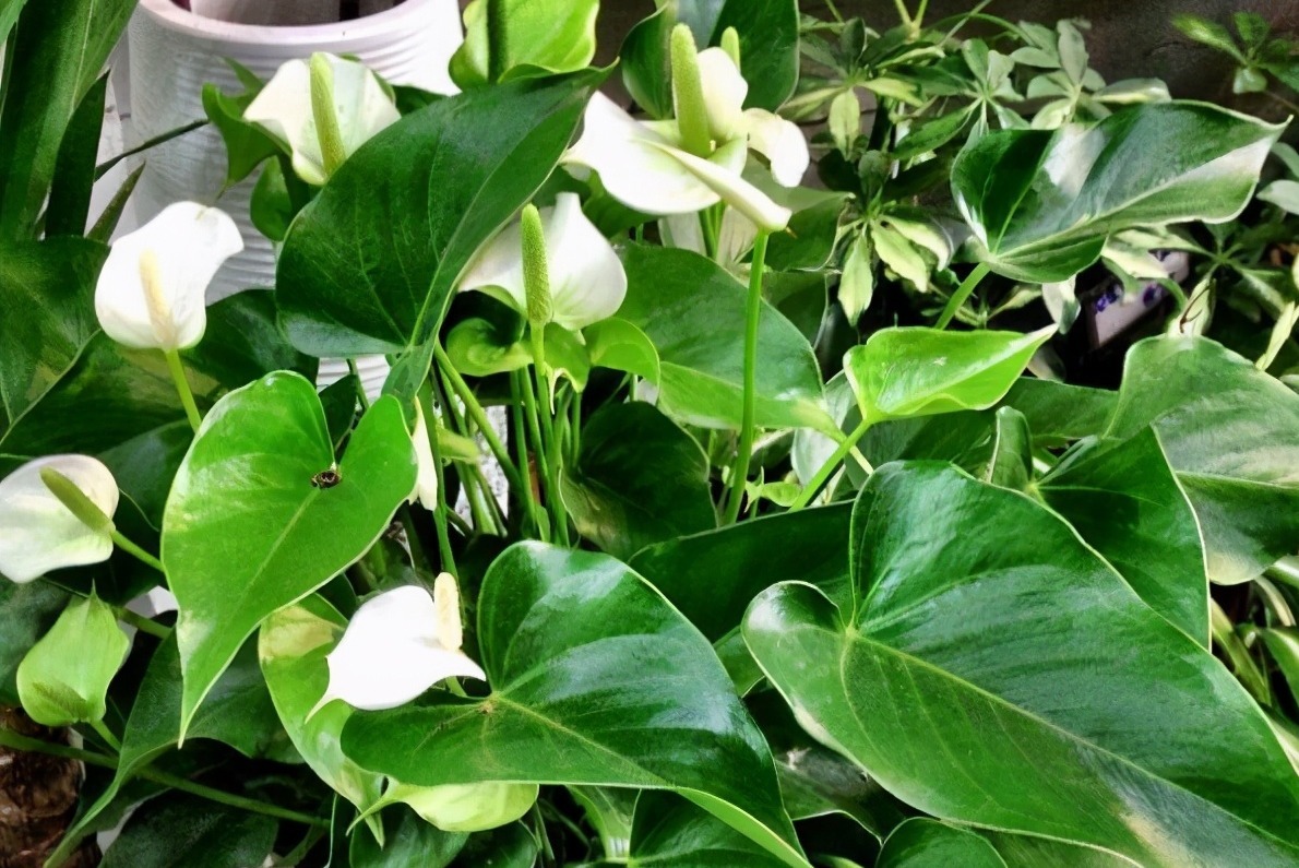 绿萝开花吗真的有人看到过，有图片为证！并不是谣言