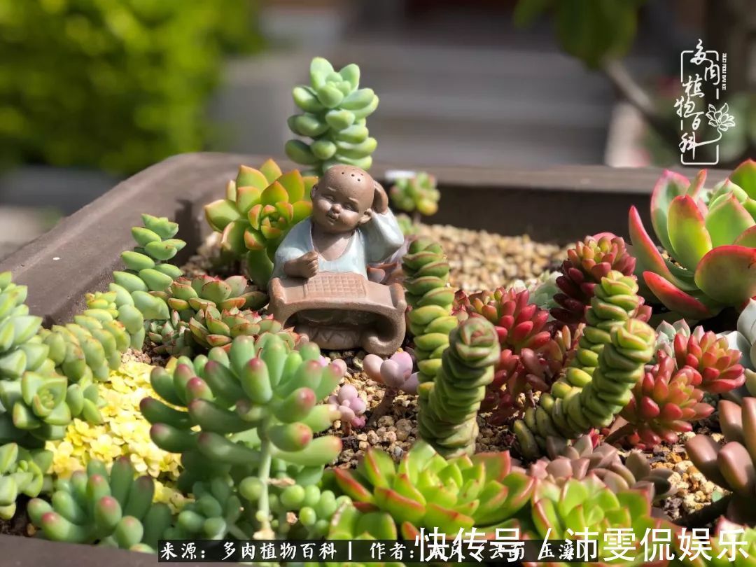深秋里,种多肉、赏多肉、会肉友,马不停蹄快乐多!