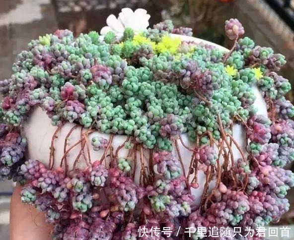 阳台养多肉选它们,好看好养易爆盆,分分钟变成一片''花海''