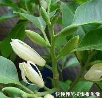 净化|绿萝抓紧扔了!此花净化空气效果是绿萝十倍,比桂花香,沾土就活