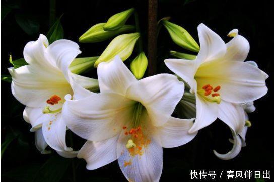 适合庭院养护的四款花,花色鲜艳,一开就停不下来