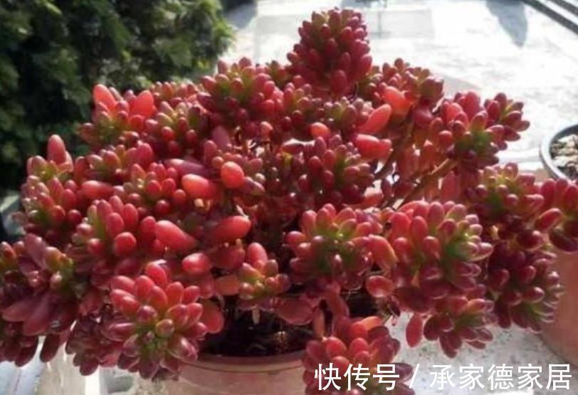 要点|立秋以后,养多肉牢记3个要点,长势迅速养出果冻色