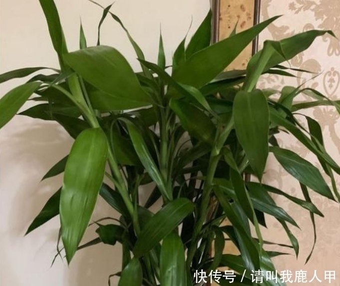 聚财|客厅最适合养“3种花”,旺人又聚财,寓意美好,收获幸福