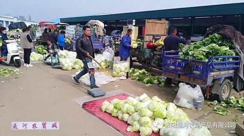 市场|【通河快报】又到白菜储藏季 通河市场好又多