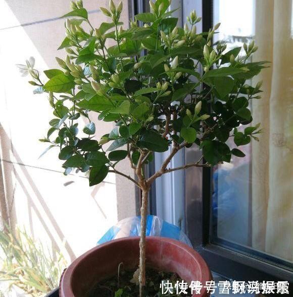 养花|家中常见一种料,花盆里放一勺,就是万能肥,养花非常赞,呼呼长