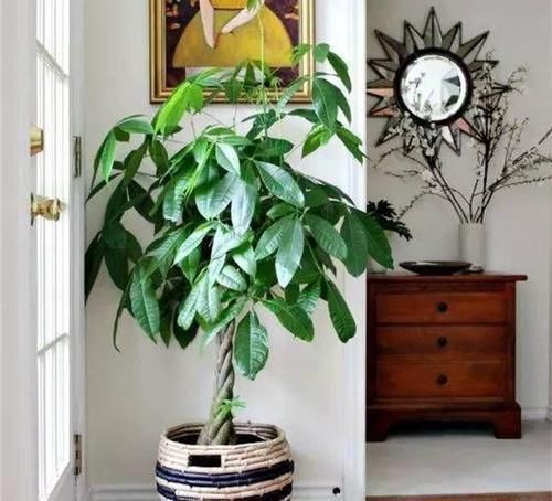 甲醛|三种花,放在室内养高端大气上档次,关键是还吸甲醛,尽量养一盆