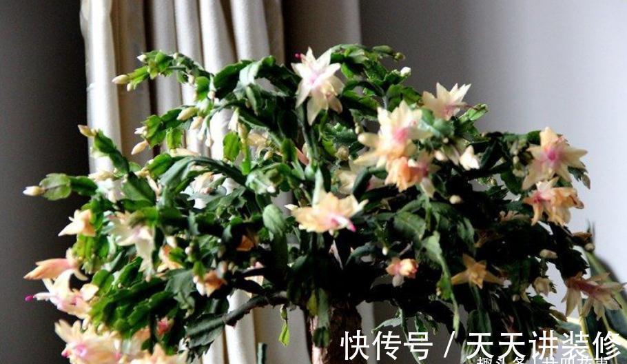 休眠|9月做件事,唤醒蟹爪兰,10月3方法,年底花开爆