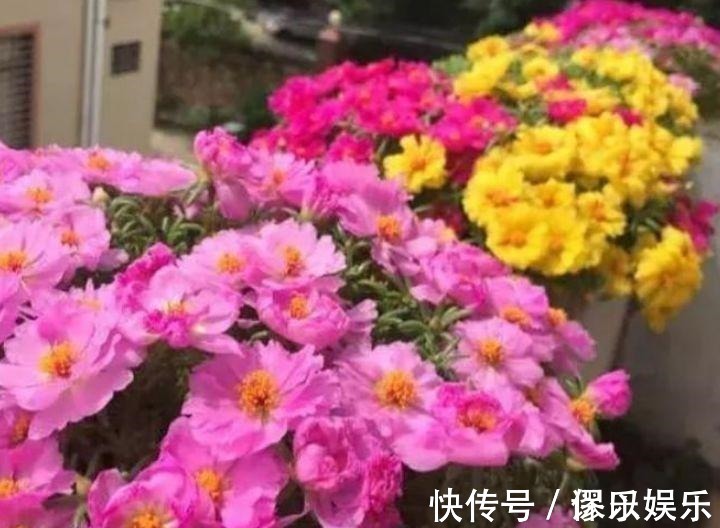 就买4种花便宜又好养的花,开起花来拦不住,颜值超高的