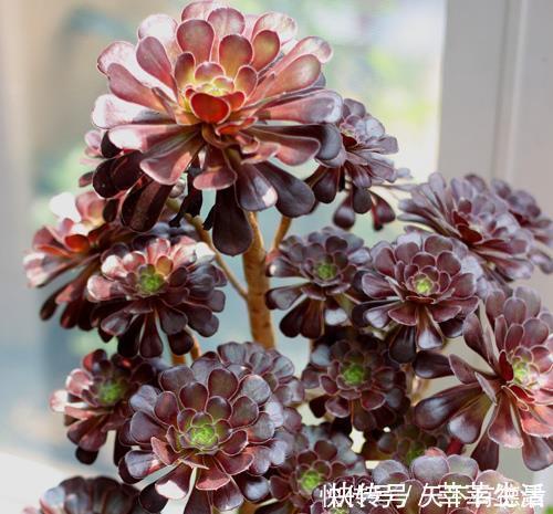 植株|家里养黑法师,狠心虐一虐,颜色美美哒,长成霸气老桩!