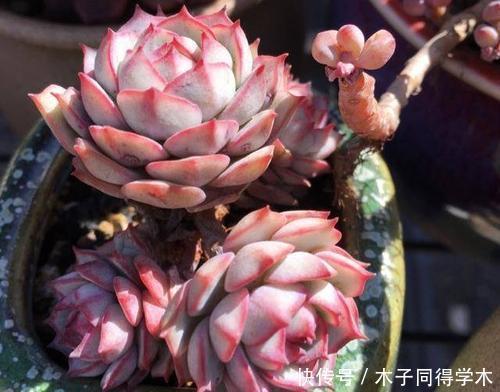 春天养多肉,掌握方法容易出状态,内附养护技巧,适合新手